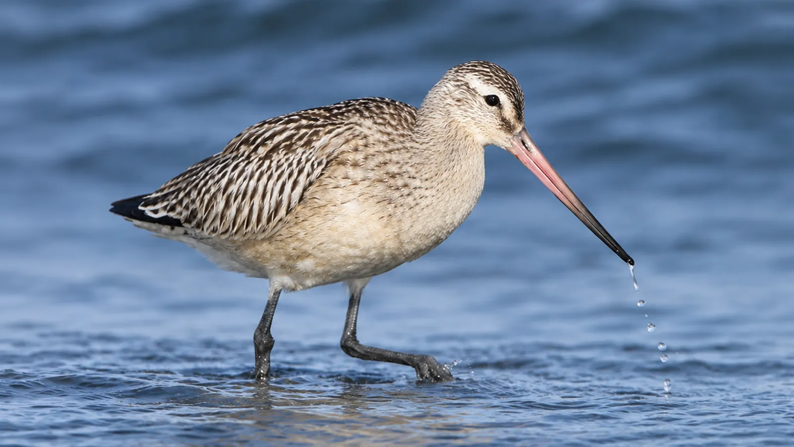 A bar-tailed godwit wading through blue water with droplets falling from its long bill